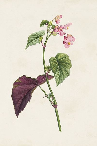 Unknown  아티스트의 Pretty Pink Botanicals VI 작품