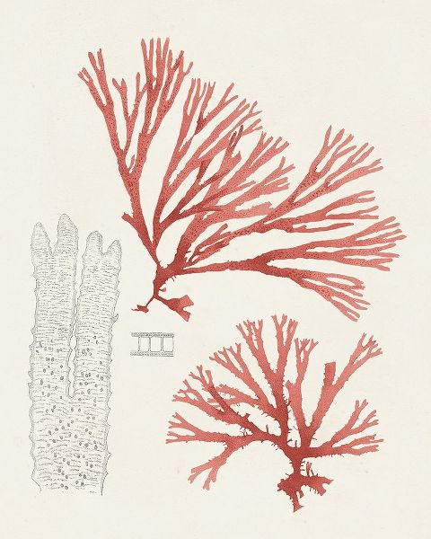 Unknown  아티스트의 Vintage Coral Study I 작품