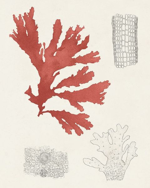 Unknown  아티스트의 Vintage Coral Study III 작품