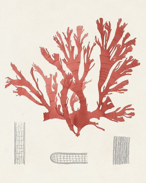 Unknown  아티스트의 Vintage Coral Study IV 작품