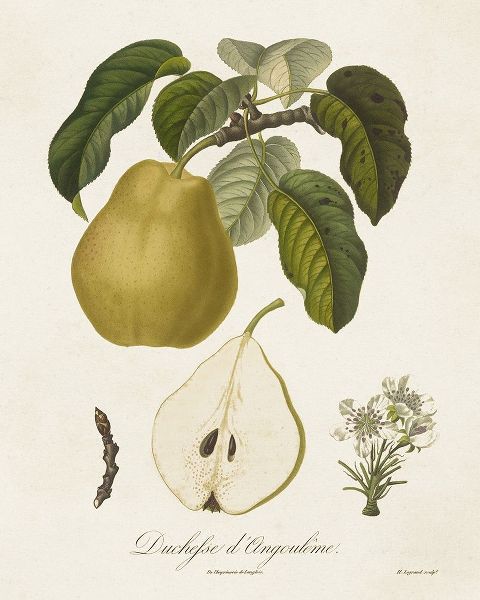 de Langlois  아티스트의 Vintage Pears I 작품