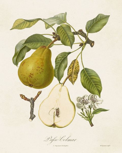 de Langlois  아티스트의 Vintage Pears II 작품