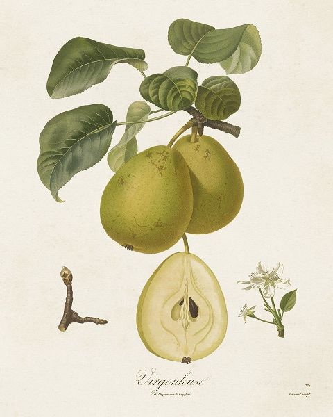 de Langlois  아티스트의 Vintage Pears III 작품