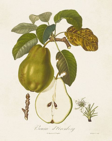 de Langlois  아티스트의 Vintage Pears IV 작품