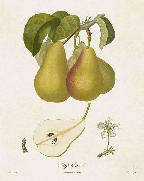 de Langlois  아티스트의 Vintage Pears V 작품
