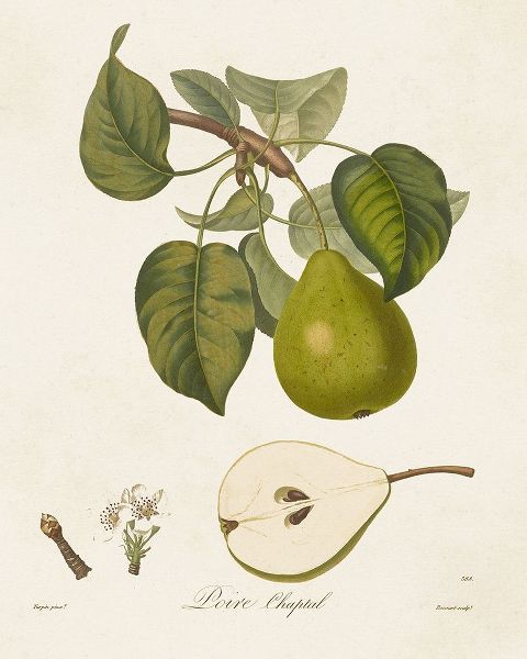 de Langlois  아티스트의 Vintage Pears VI 작품