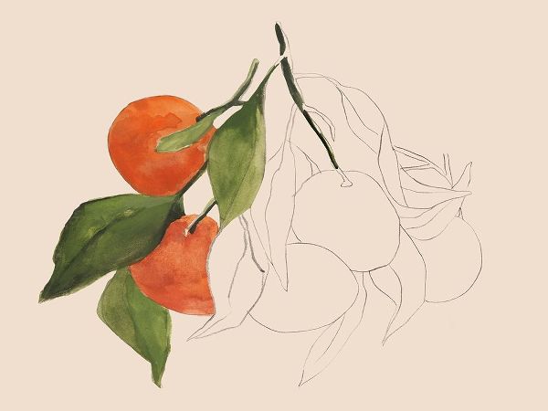 Warren, Annie 아티스트의 Tangerine Sketch II 작품