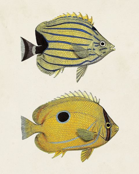 Unknown  아티스트의 Yellow And Grey Fish III 작품