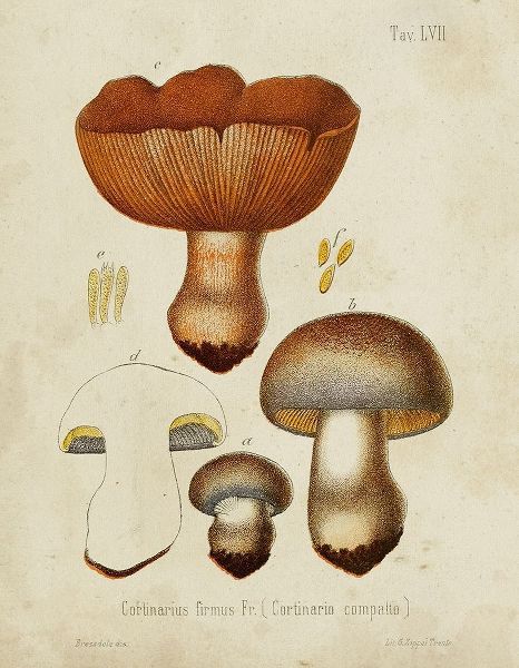 Unknown  아티스트의 Mushroom Varieties I 작품
