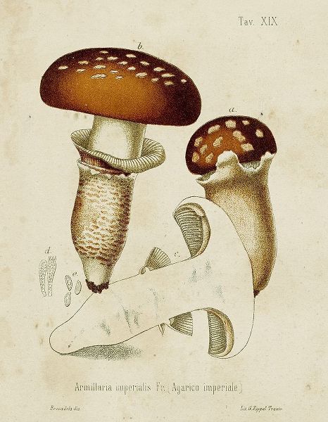 Unknown  아티스트의 Mushroom Varieties III 작품