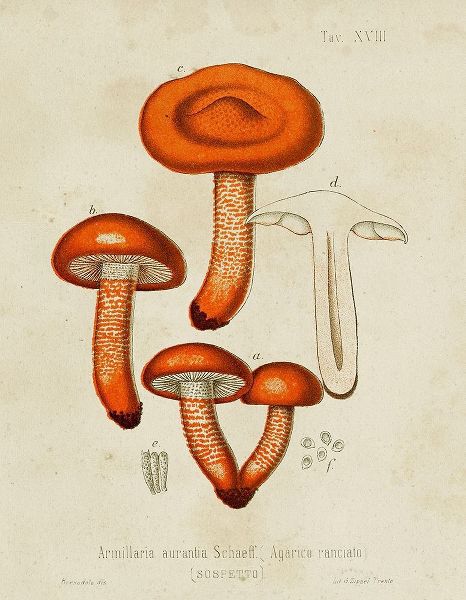 Unknown  아티스트의 Mushroom Varieties IV 작품