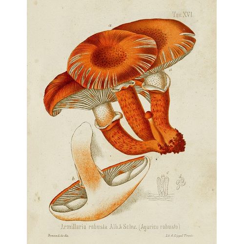 Unknown  아티스트의 Mushroom Varieties VII 작품