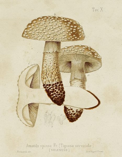 Unknown  아티스트의 Mushroom Varieties VIII 작품