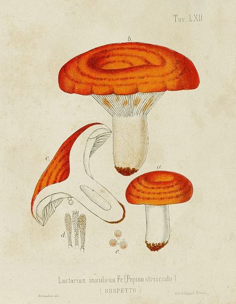Unknown  아티스트의 Mushroom Varieties IX 작품