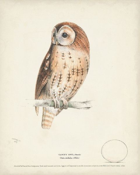 Meyer, H.L. 아티스트의 Tawny Owl 작품