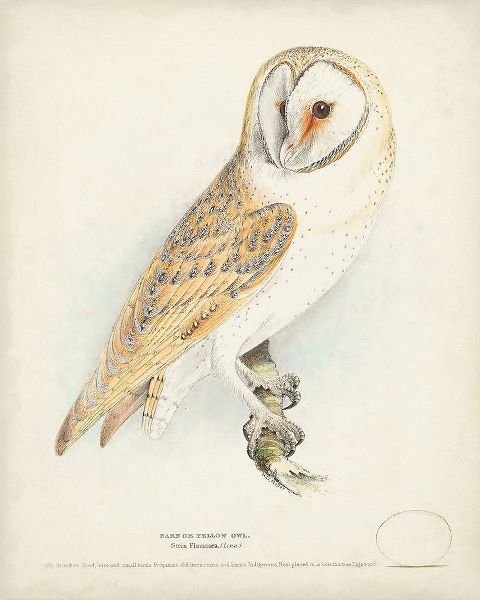 Meyer, H.L. 아티스트의 Barn Owl 작품