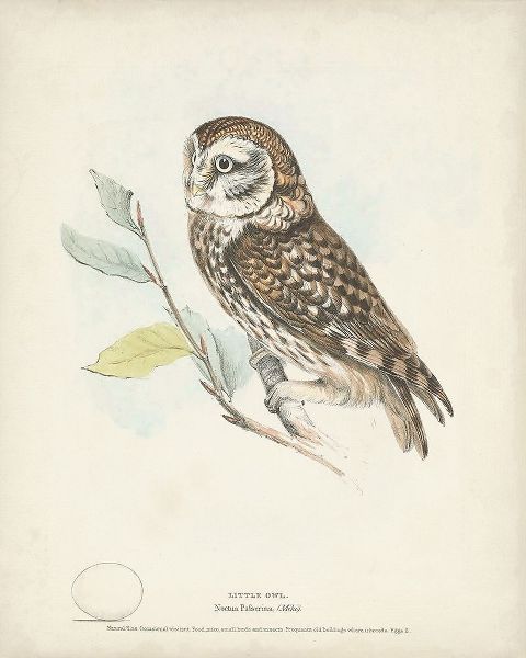 Meyer, H.L. 아티스트의 Little Owl 작품