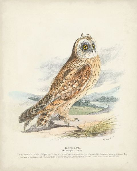 Meyer, H.L. 아티스트의 Hawk Owl 작품