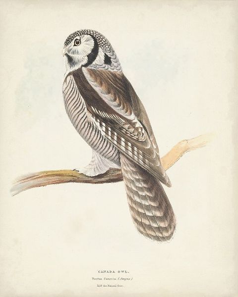 Meyer, H.L. 아티스트의 Canada Owl 작품