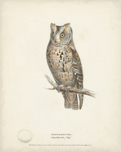 Meyer, H.L. 아티스트의 Scops- Eared Owl 작품