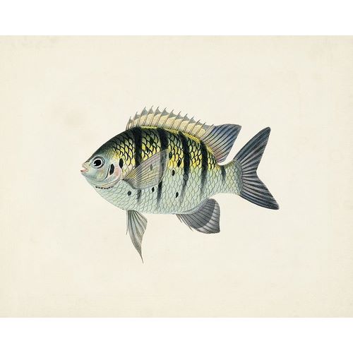 Unknown  아티스트의 Tropical Fish Collection VI 작품