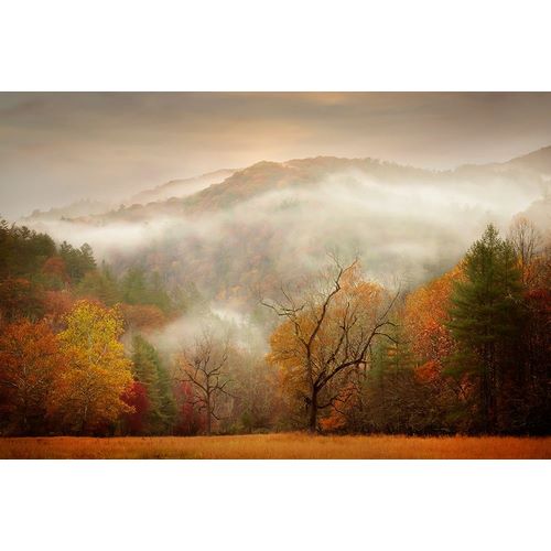 PHBurchett   아티스트의 Photography Study Autumn Mist 작품