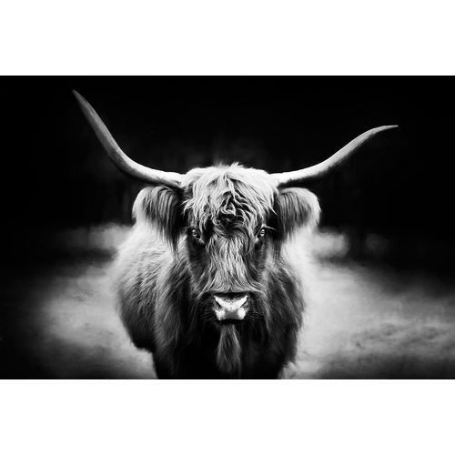 PHBurchett   아티스트의 Photography Study Highland Cattle 작품