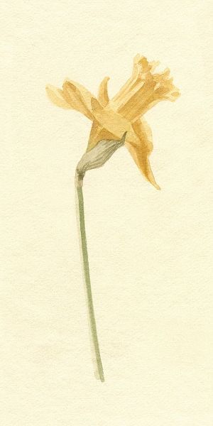 Caroline, Emma 아티스트의 Vintage Daffodil II 작품