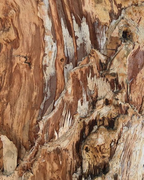 Stelfox, Norm 아티스트의 Tree Texture Triptych I 작품
