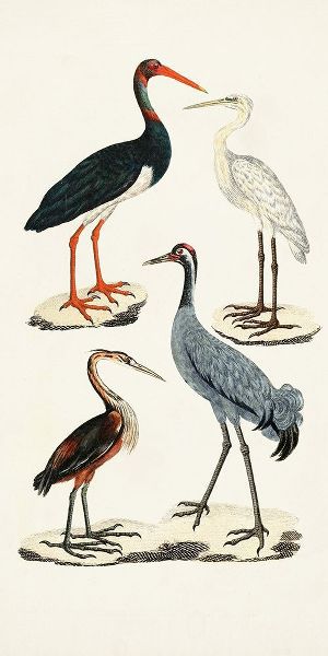 Unknown  아티스트의 Waterbird Varieties I 작품