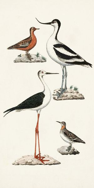 Unknown  아티스트의 Waterbird Varieties III 작품