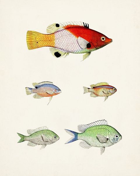Unknown  아티스트의 Colorful Tropical Fish I 작품