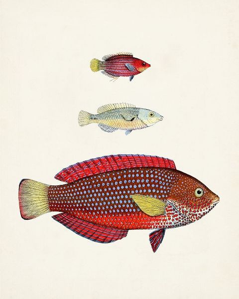 Unknown  아티스트의 Colorful Tropical Fish II 작품