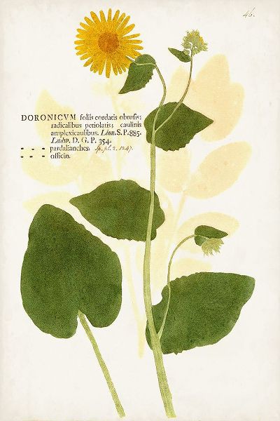 Unknown 작가의 Nature Printed Botanicals I 작품