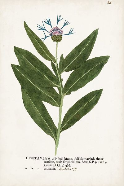 Unknown 작가의 Nature Printed Botanicals II 작품