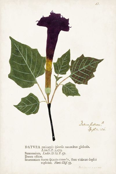 Unknown 작가의 Nature Printed Botanicals IV 작품