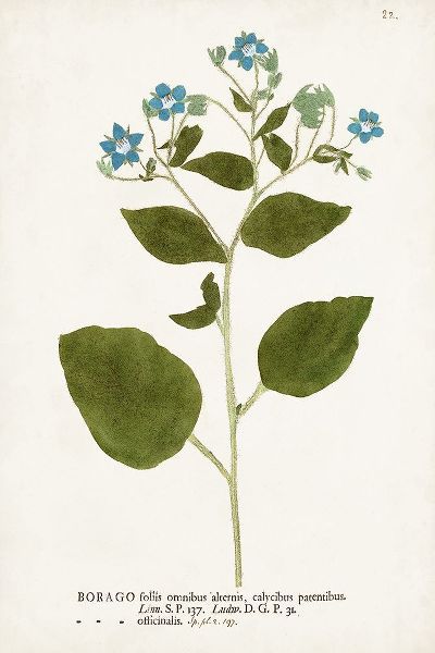 Unknown 작가의 Nature Printed Botanicals VI 작품