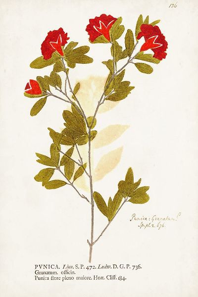 Unknown 작가의 Nature Printed Botanicals VIII 작품