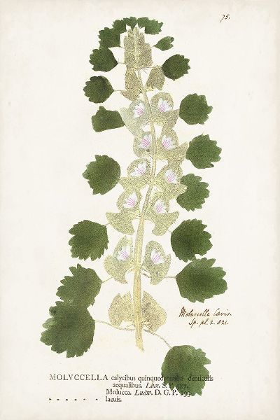 Unknown 작가의 Nature Printed Ferns I 작품
