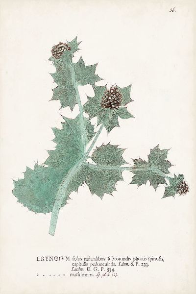 Unknown  작가의 Nature Printed Ferns VII 작품