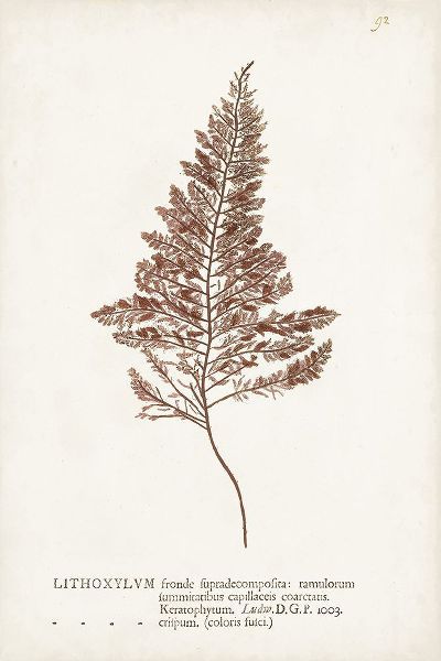 Unknown 작가의 Nature Printed Ferns VIII 작품