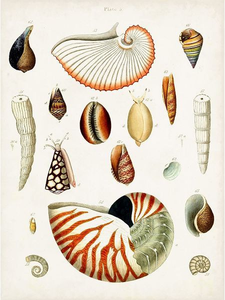 Unknown 작가의 Antique Shell Collection I 작품