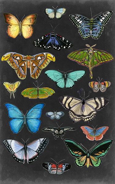 McCavitt, Naomi 작가의 Graphic Butterfly Taxonomy I 작품