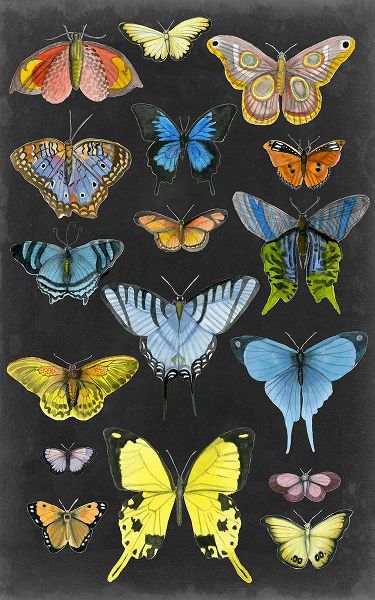 McCavitt, Naomi 작가의 Graphic Butterfly Taxonomy II 작품