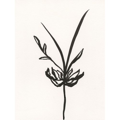 Holland, J. 작가의 Ink Botanical Sketch I 작품