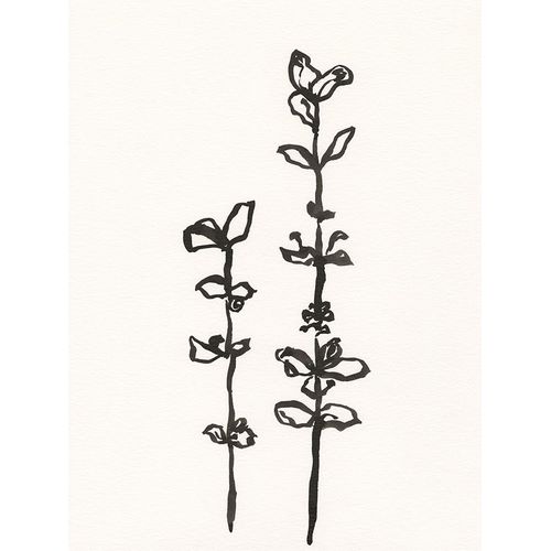 Holland, J. 작가의 Ink Botanical Sketch VIII 작품