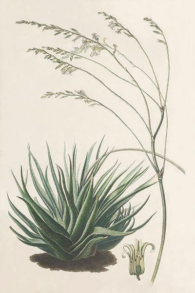 Unknown 작가의 Agave Plant I 작품