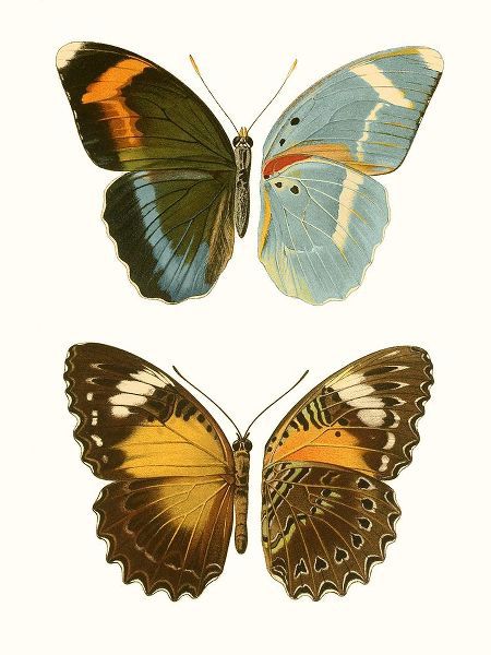 Vision Studio 작가의 Antique Blue Butterflies III 작품