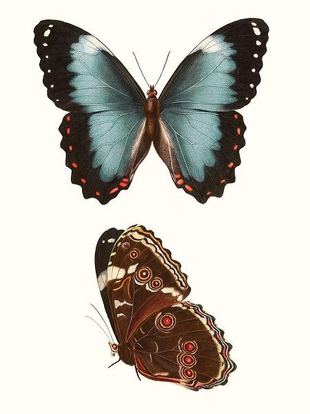 Vision Studio 작가의 Antique Blue Butterflies IV 작품