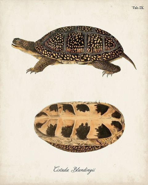 Unknown 작가의 Antique Turtles And Shells VI 작품